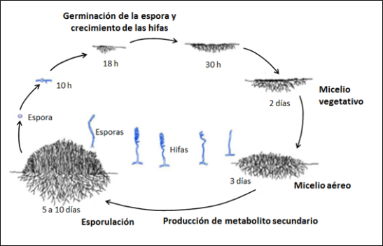 Ciclo vital de Streptomyces sp.